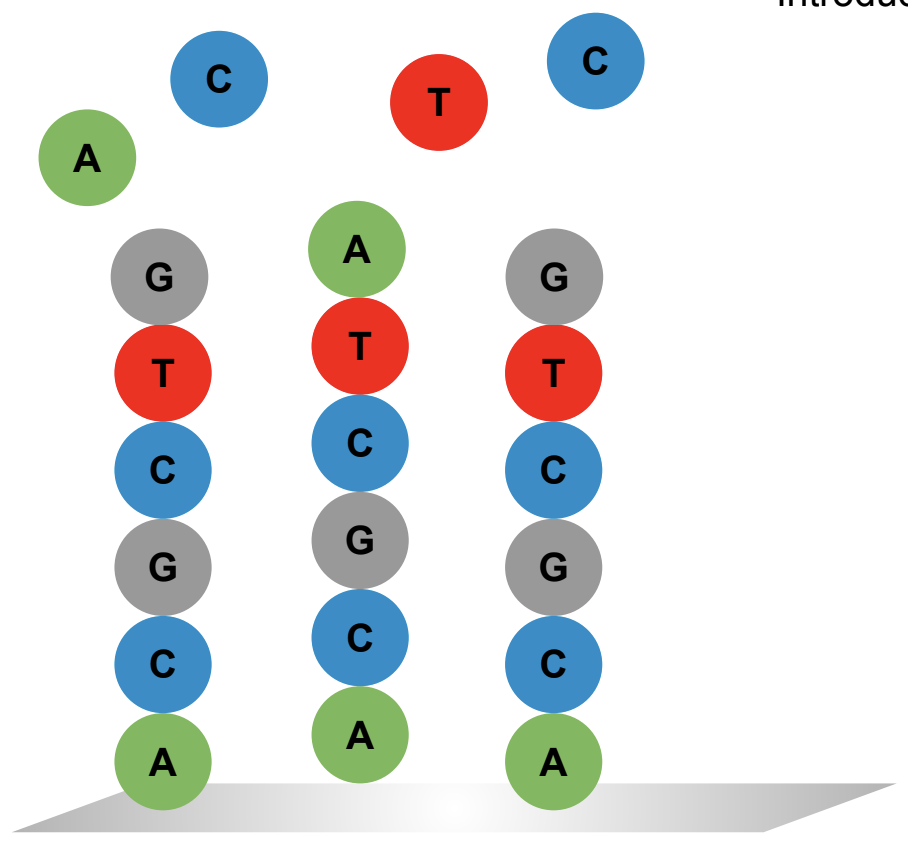 Introducing a mixture of nucleotides at a given synthesis cycle generates a diverse set of DNA synthesis products — a gene library.